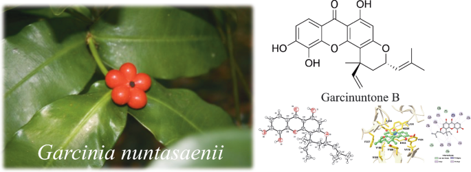 Garcinuntones A‒C, three new polyprenylated xanthones with cytotoxic and anti-HIV-1 activities from