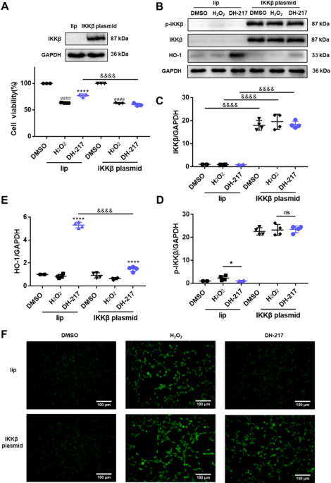 Correction to: Dual Antioxidant DH-217 Mitigated Cerebral Ischemia-Reperfusion Injury by Targeting IKKβ/Nrf2/HO-1 Signal Axis