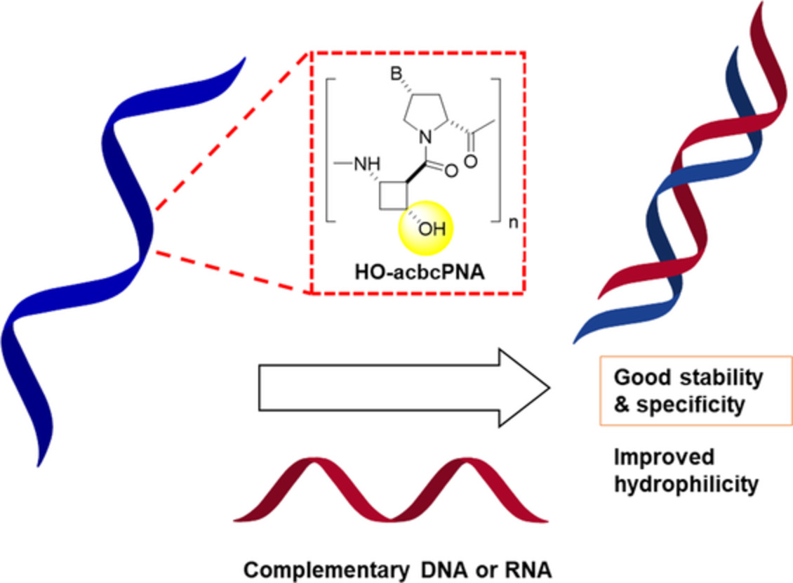 Pyrrolidinyl peptide nucleic acids bearing hydroxy‐modified cyclobutane building blocks: Synthesis and binding properties