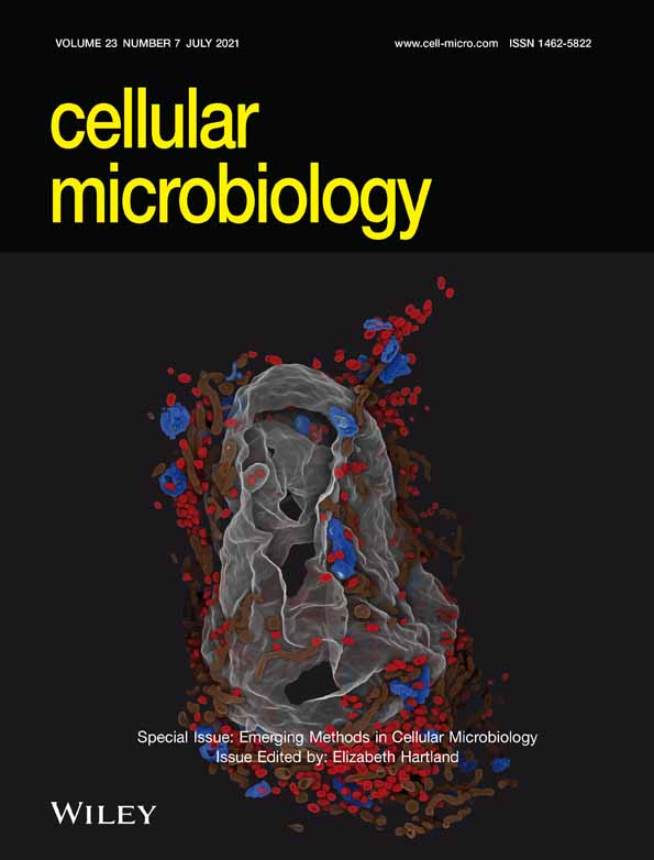 Candidalysin delivery to the invasion pocket is critical for host epithelial damage induced by Candida albicans