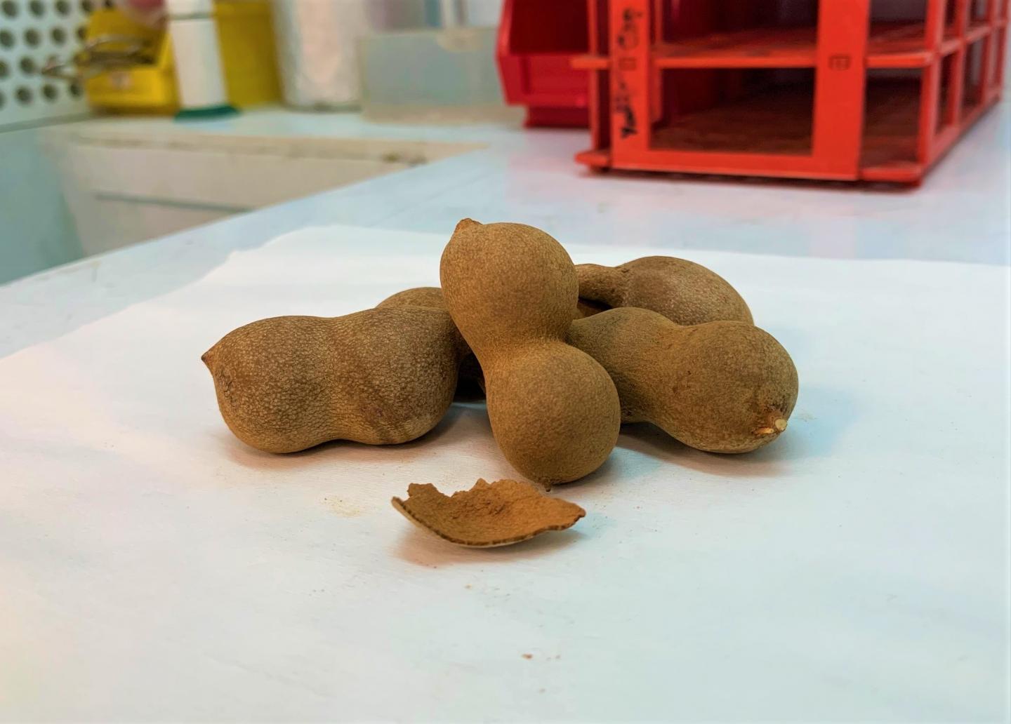 NTU Singapore converts tamarind shells into an energy source for vehicles