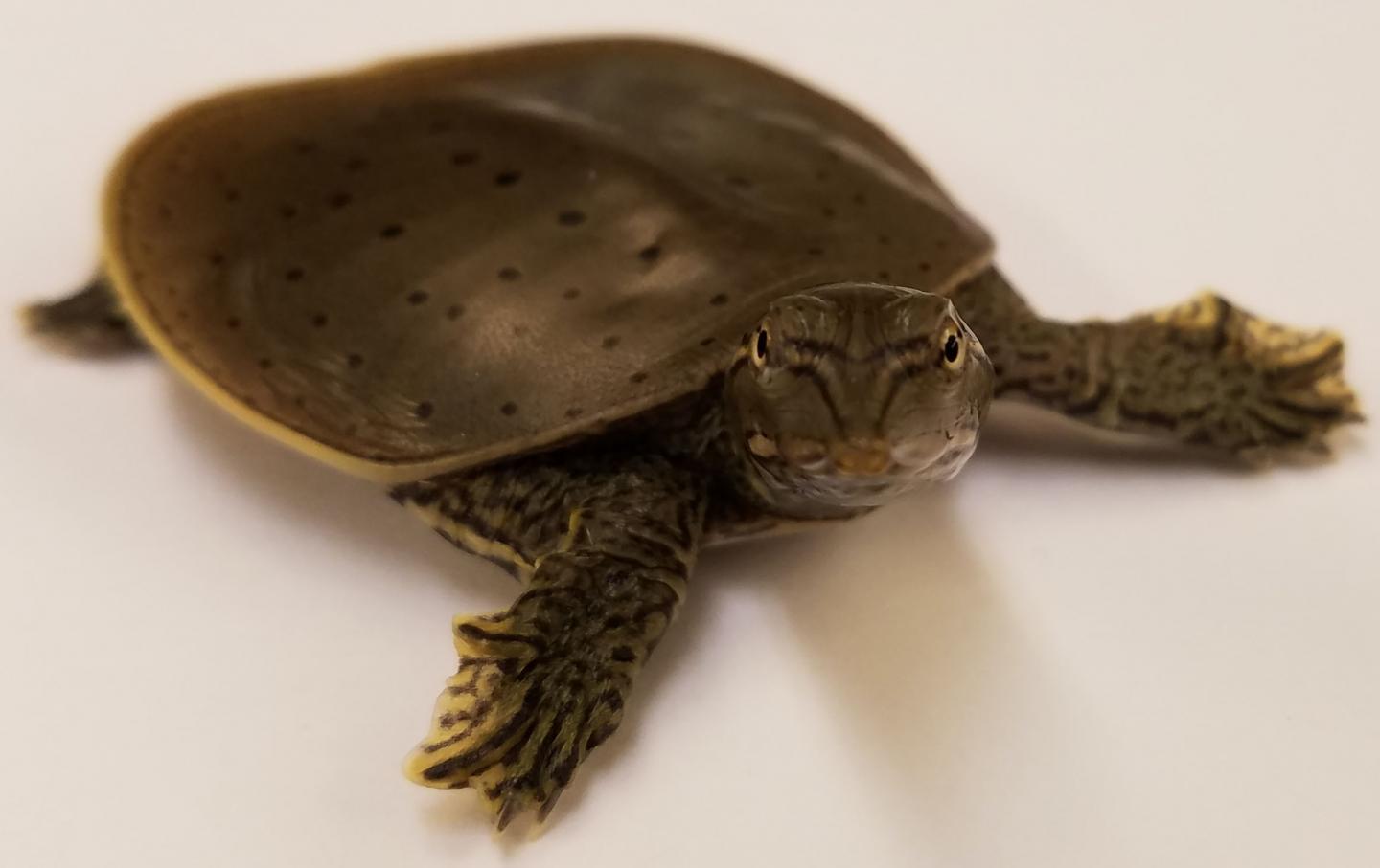 New study sheds light on function of sex chromosomes in turtles