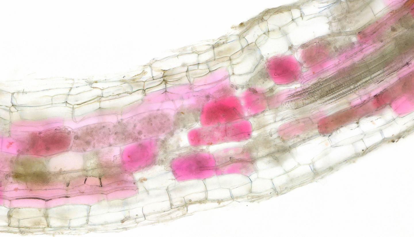 Blushing plants reveal when fungi are growing in their roots