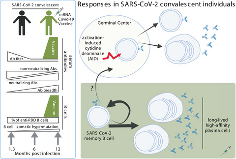 Walking down the memory lane with SARS‐CoV‐2 B cells