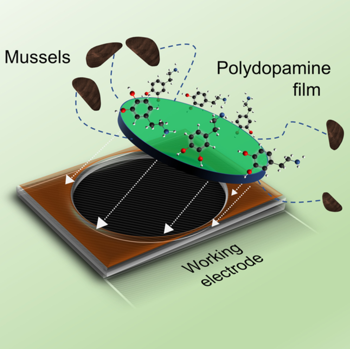 Polydopamine nanofilms for high‐performance paper‐based electrochemical devices