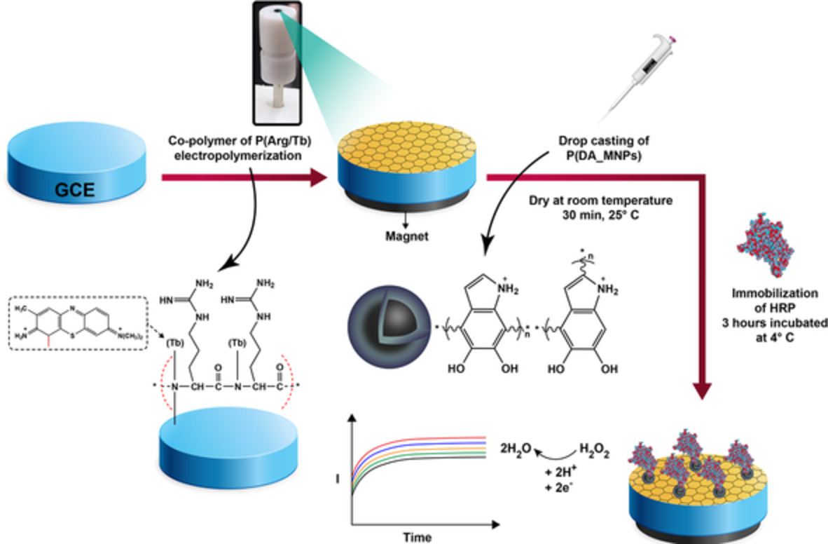 Enzymatic recognition of hydrogen peroxide (H2O2) in human plasma samples using HRP immobilized on the surface of poly(arginine‐toluidine blue)‐ Fe3O4 nanoparticles modified polydopamine; A novel biosensor