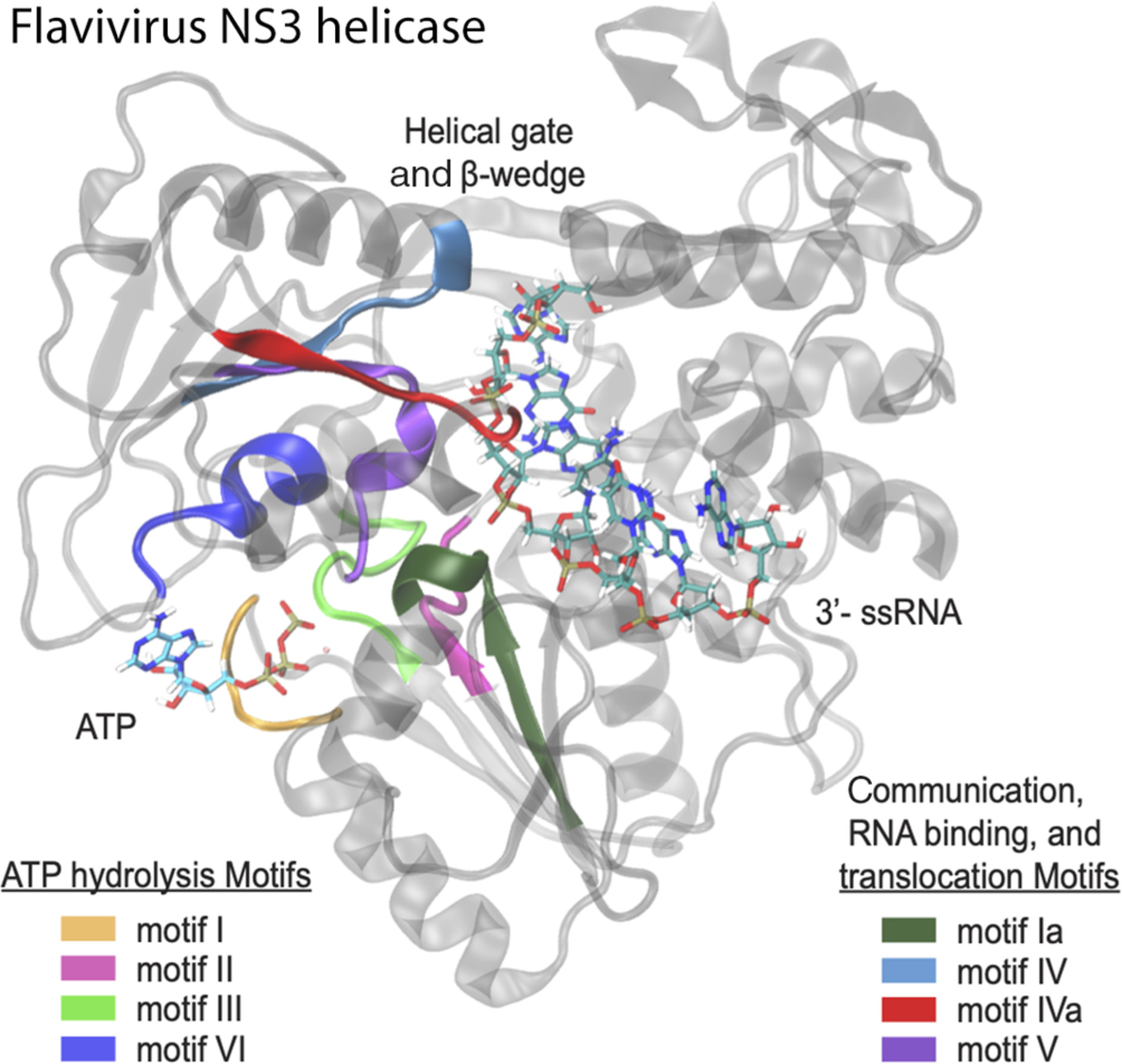 Conserved motifs in the flavivirus NS3 RNA helicase enzyme