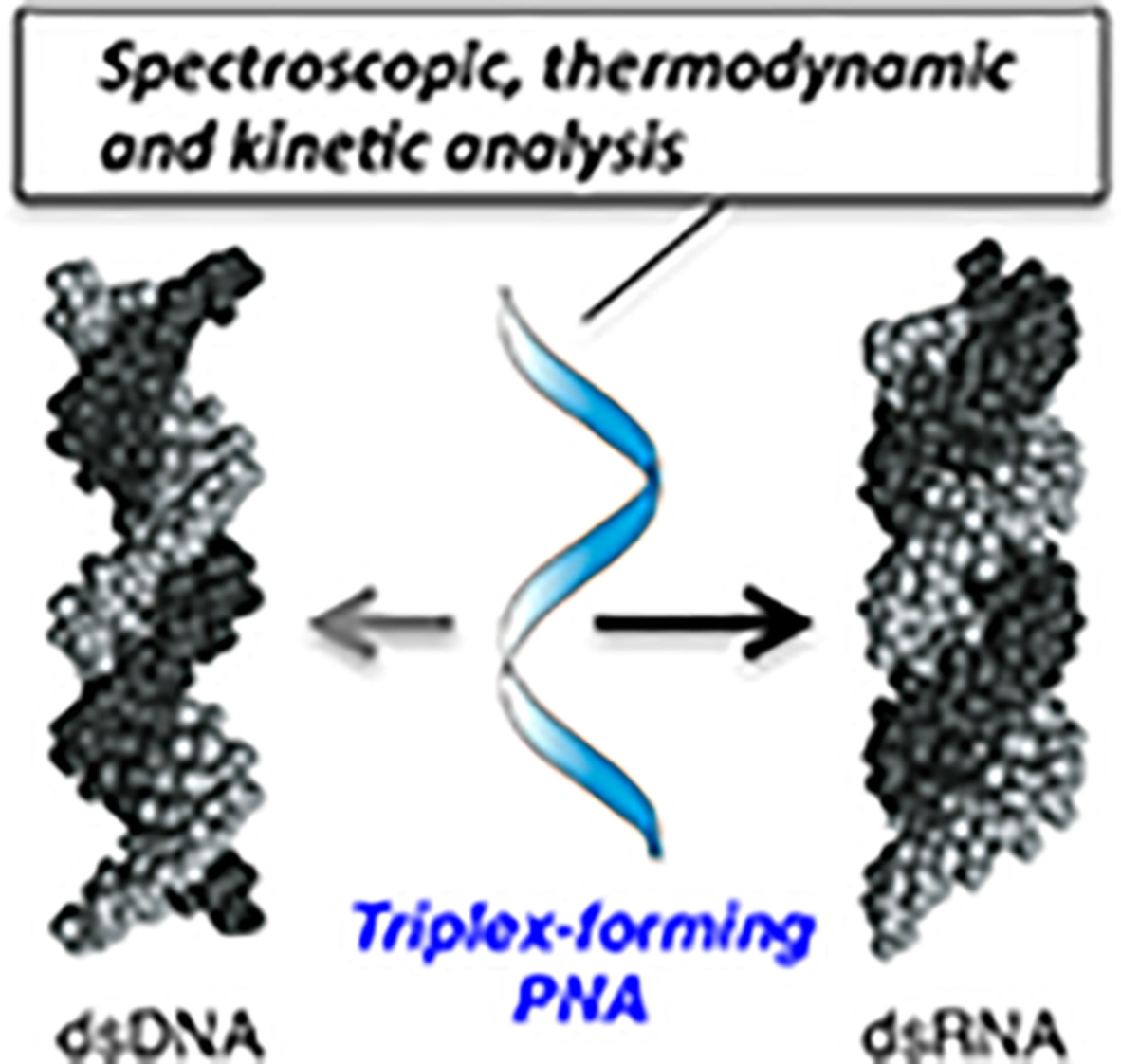 Spectroscopic, thermodynamic and kinetic analysis of selective triplex formation by peptide nucleic acid with double‐stranded RNA over its DNA counterpart