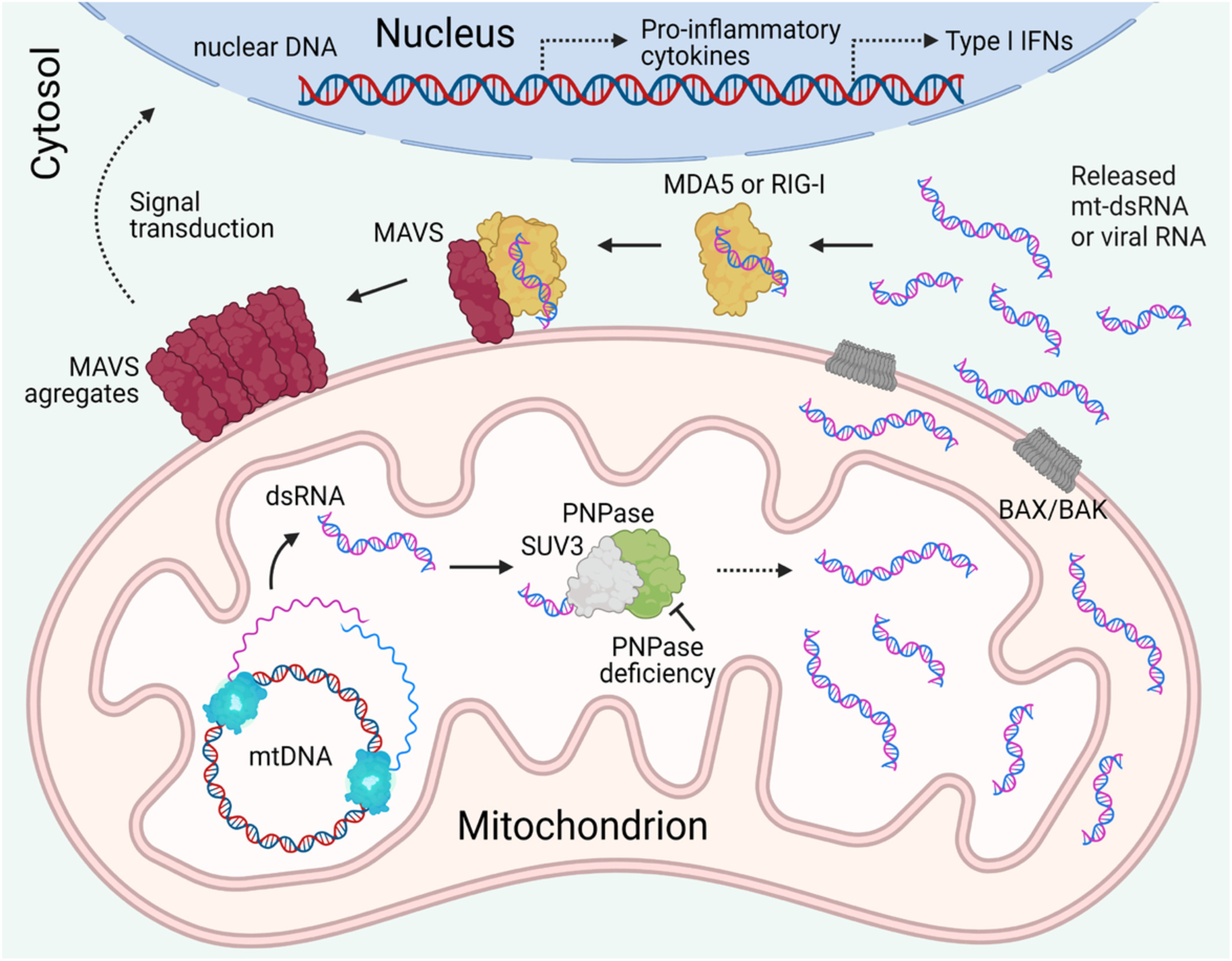 Mitochondrial RNA, a new trigger of the innate immune system