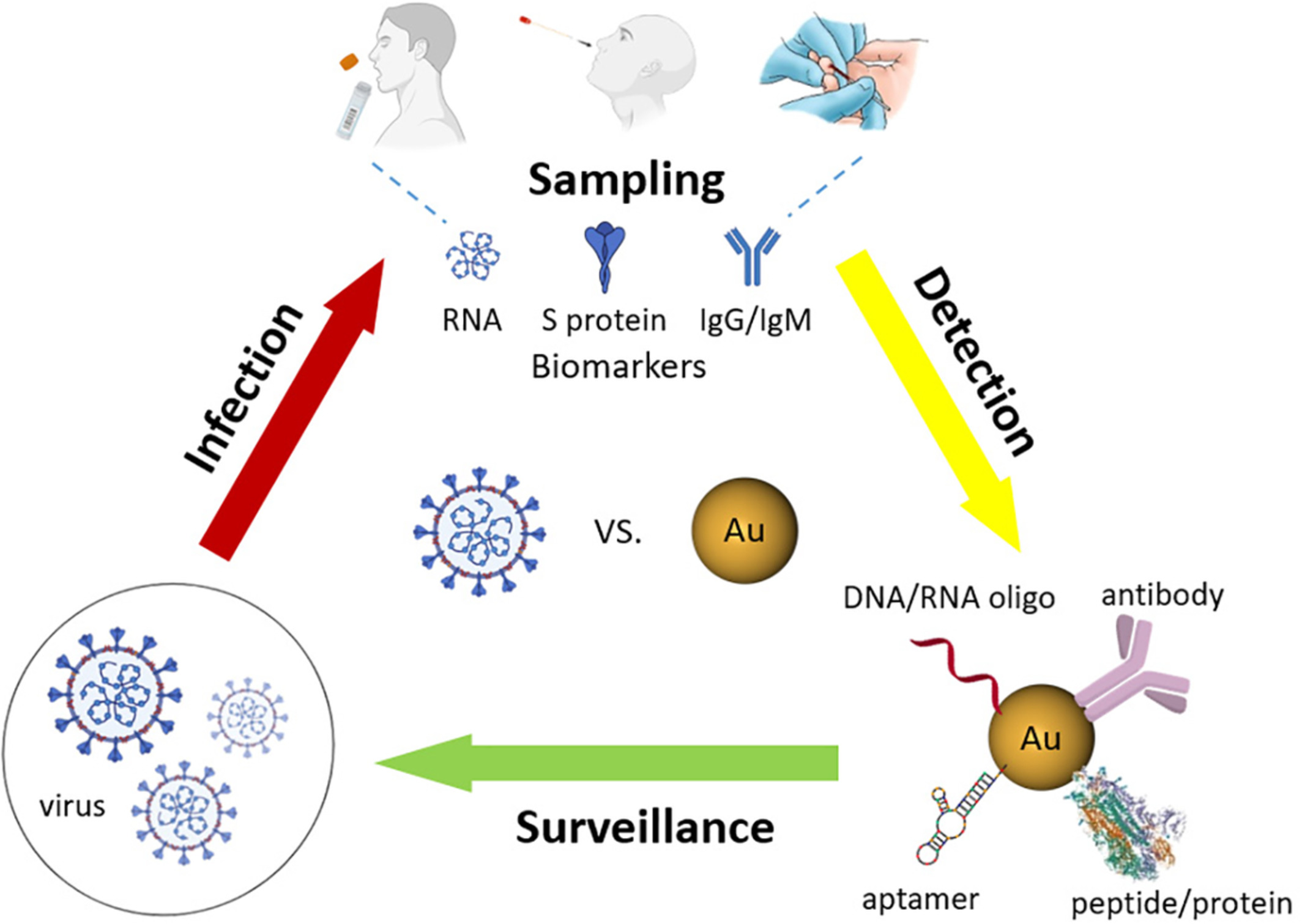 Gold nanoparticles in virus detection: Recent advances and potential considerations for SARS‐CoV‐2 testing development