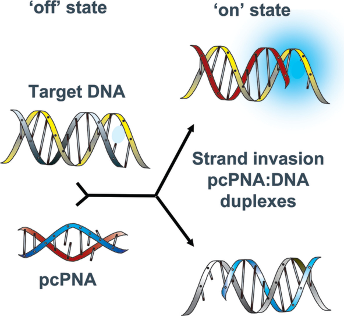 A simple fluorescent assay for the detection of peptide nucleic acid‐directed double strand duplex invasion