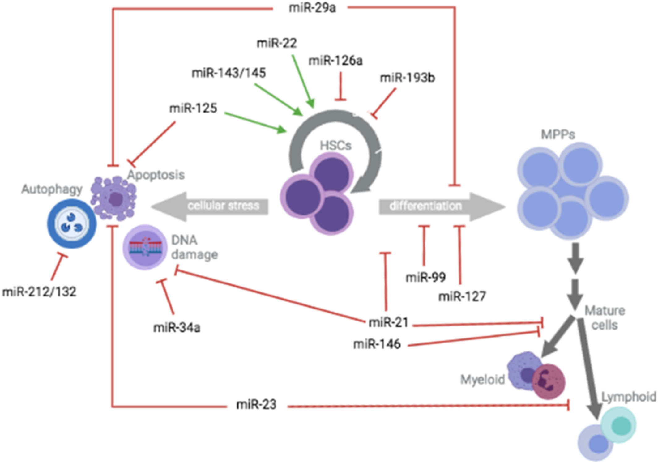 Micro‐RNAs: A safety net to protect hematopoietic stem cell self‐renewal