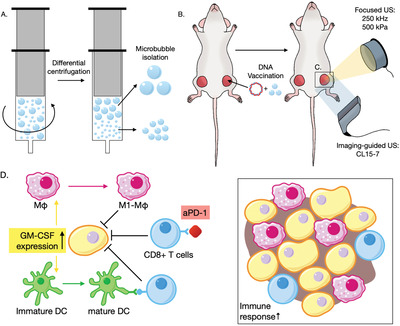 Optimization of Microbubble‐Based DNA Vaccination with Low‐Frequency Ultrasound for Enhanced Cancer Immunotherapy