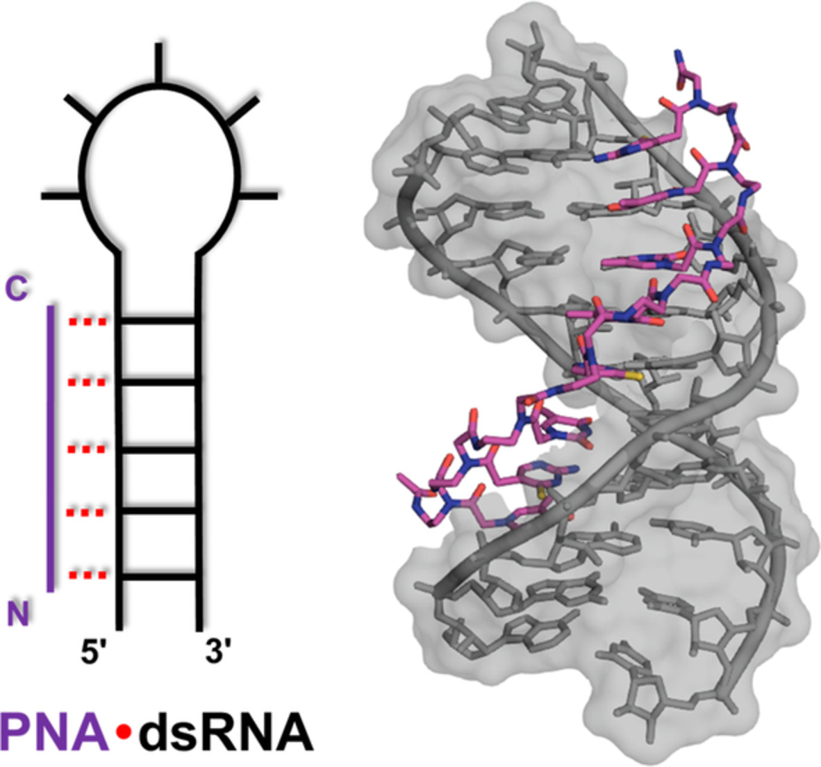 Mechanisms and applications of peptide nucleic acids selectively binding to double‐stranded RNA