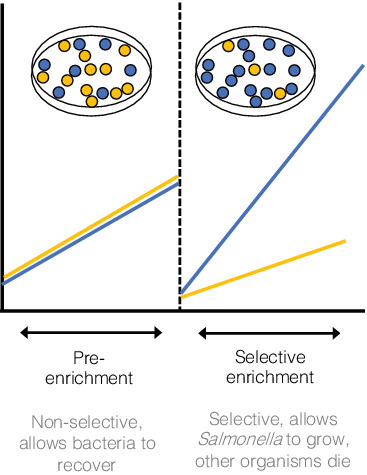 Mixed Salmonella cultures reveal competitive advantages between strains during pre‐enrichment and selective enrichment