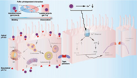 Investigation of FcRn‐Mediated Transepithelial Mechanisms for Oral Nanoparticle Delivery Systems