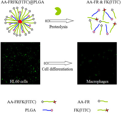 FITC characterization of a cathepsin B‐responsive nanoprobe for report of differentiation of HL60 cells into macrophages
