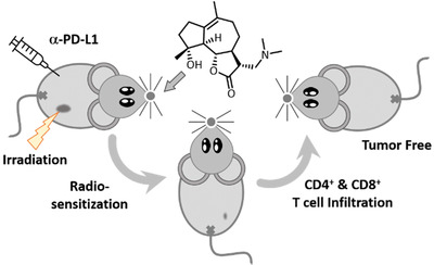 Dimethylaminomicheliolide Sensitizes Cancer Cells to Radiotherapy for Synergistic Combination with Immune Checkpoint Blockade