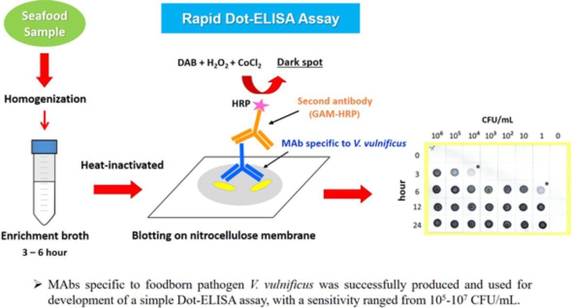 Development of a species‐specific monoclonal antibody for rapid detection and identification of foodborne pathogen Vibrio vulnificus