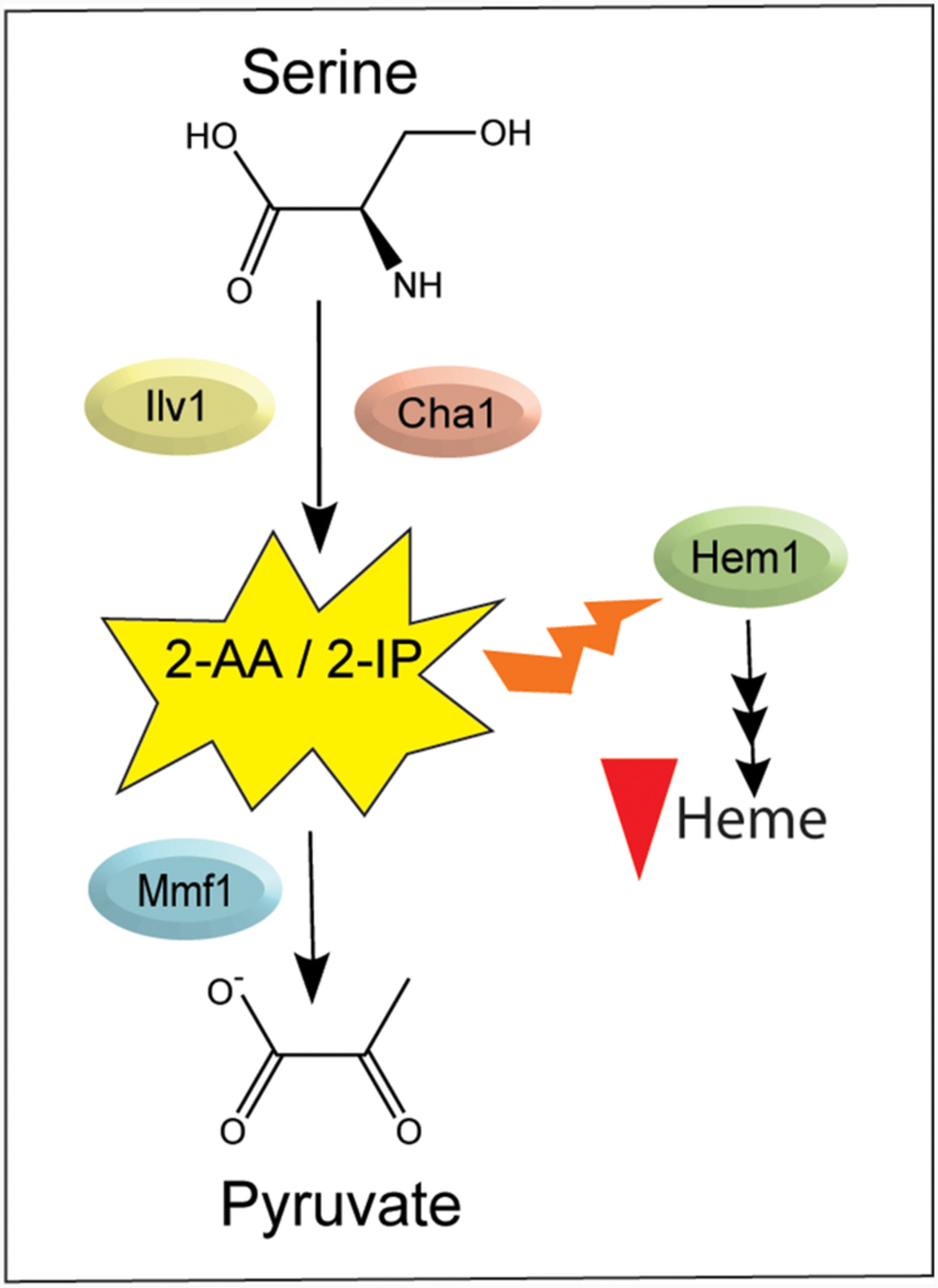 Absence of MMF1 disrupts heme biosynthesis by targeting Hem1pin Saccharomyces cerevisiae
