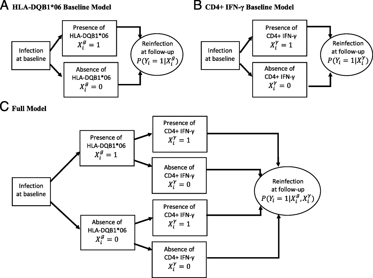 Predicting the Probability of Chlamydia Reinfection in African American Women Using Immunologic and Genetic Determinants in a Bayesian Model