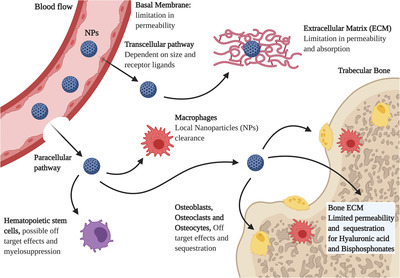 Nanodelivery Systems Face Challenges and Limitations in Bone Diseases Management