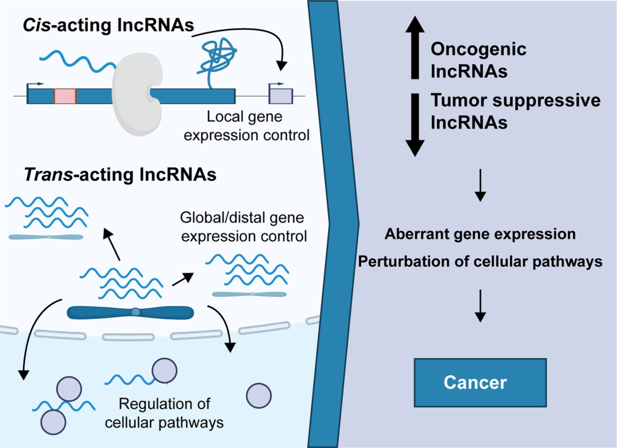 A mechanistic view of long noncoding RNAs in cancer