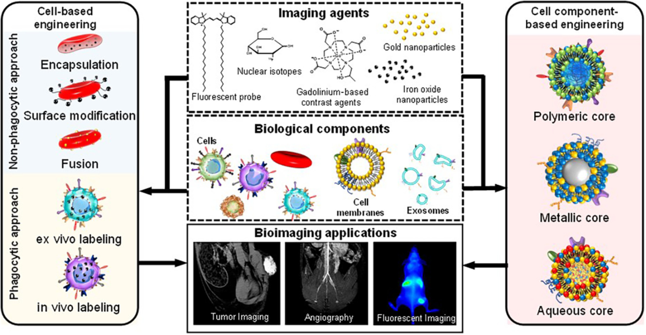 Re‐engineered imaging agent using biomimetic approaches
