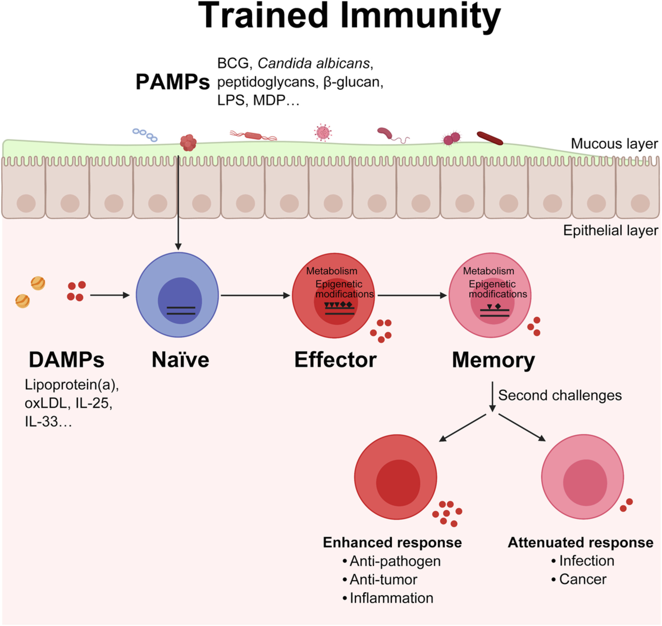 Trained immunity in the mucosal diseases