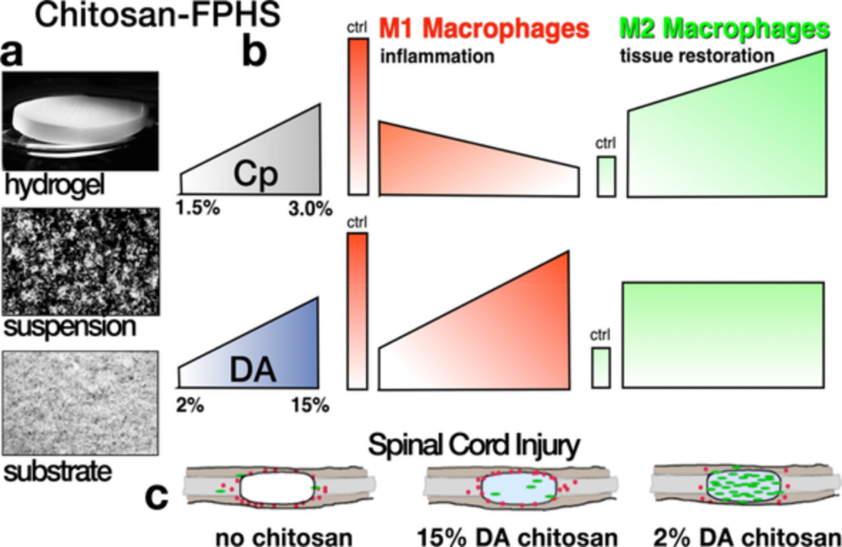 Macrophage polarization in vitro and in vivo modified by contact with fragmented chitosan hydrogel