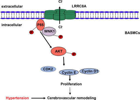 LRRC8A is essential for volume‐regulated anion channel in smooth muscle cells contributing to cerebrovascular remodeling during hypertension