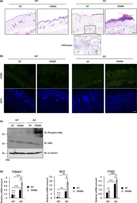 Characterization of mouse embryonic fibroblasts derived from Rassf6 knockout mice shows the implication of Rassf6 in the regulation of NF‐κB signaling