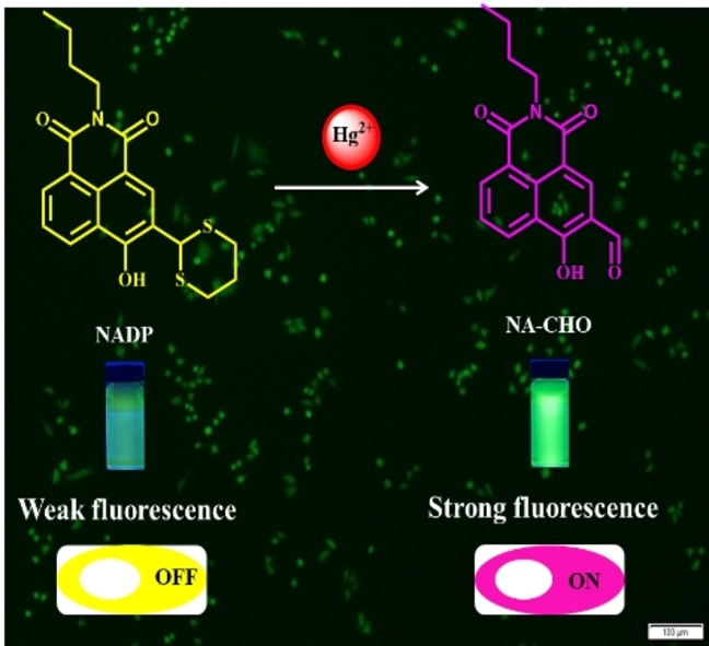 A Naphthalimide‐Based Fluorescent Probe for the Detection and Imaging of Mercury Ions in Living Cells