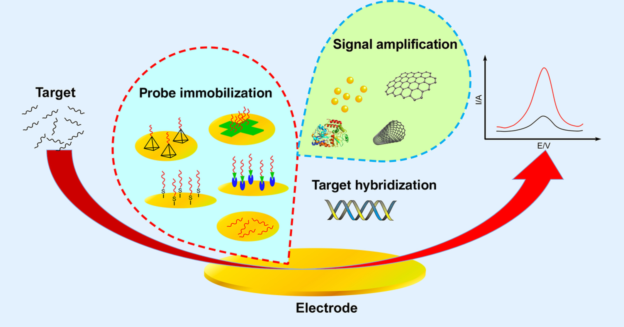 Nucleic acid‐based electrochemical biosensor: Recent advances in probe immobilization and signal amplification strategies