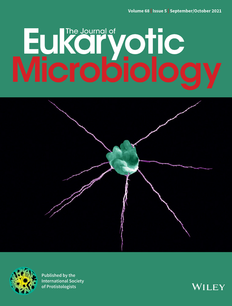 Txikispora philomaios n. sp., n. g., a Micro‐Eukaryotic Pathogen of Amphipods, Reveals Parasitism and Hidden Diversity in Class Filasterea