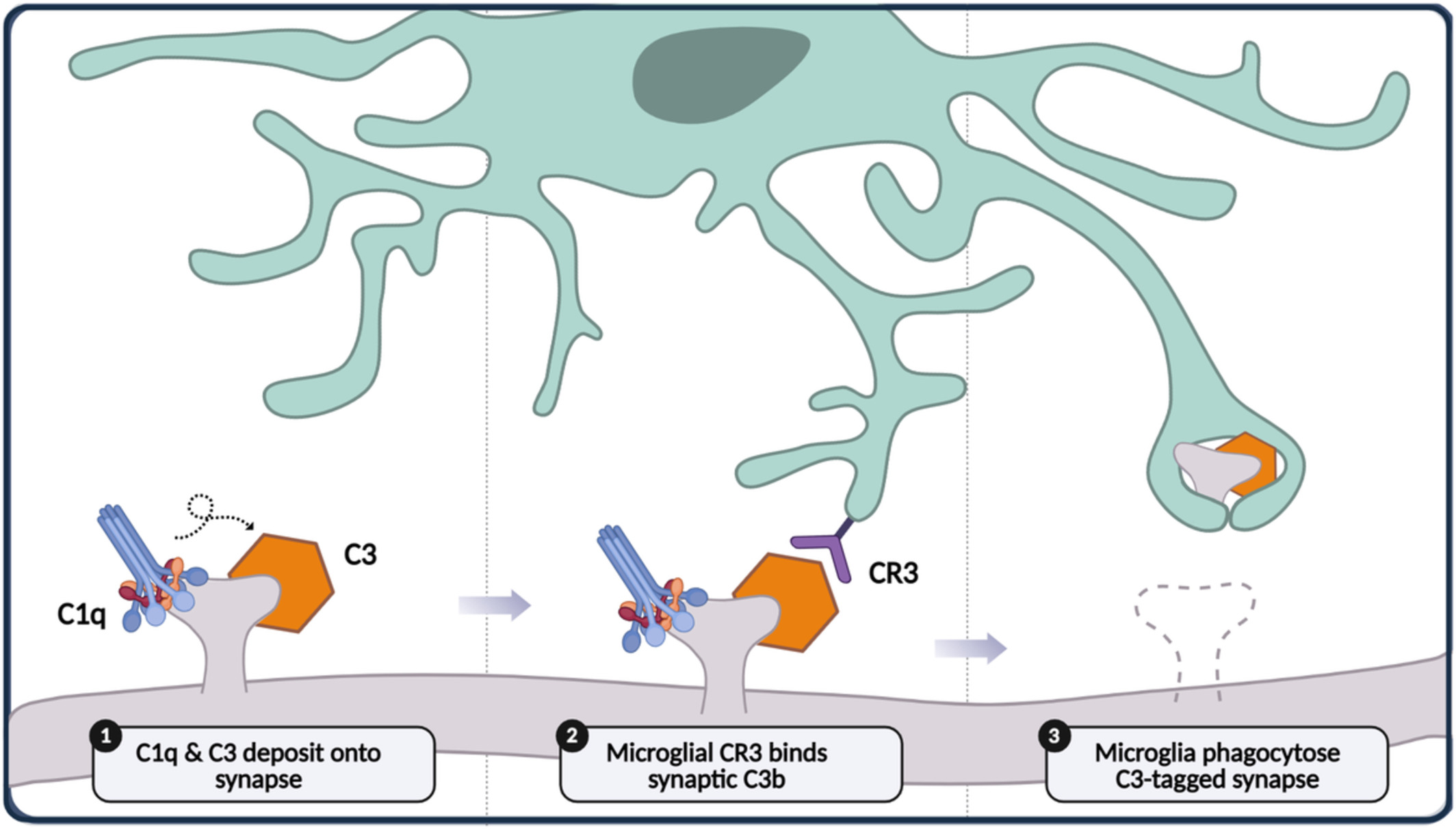 Complement and microglia dependent synapse elimination in brain development