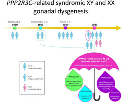 Expanding the spectrum of syndromic PPP2R3C‐related XY gonadal dysgenesis to XX gonadal dysgenesis