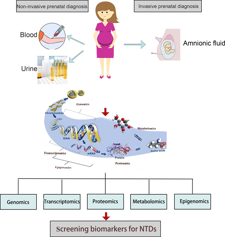 Identifying biomarkers for prenatal diagnosis of neural tube defects based on “omics”