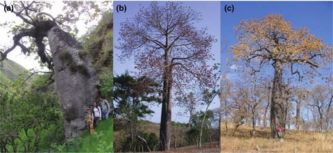 The seasonally dry tropical forest species Cavanillesia chicamochae has a middle Quaternary origin