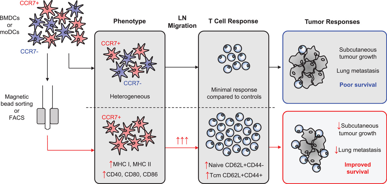 CCR7+ dendritic cells sorted by binding of CCL19 show enhanced Ag‐presenting capacity and antitumor potency