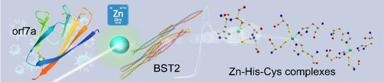 Zn‐Induced Interactions Between SARS‐CoV‐2 orf7a and BST2/Tetherin