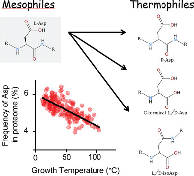 Aspartate‐phobia of thermophiles as a reaction to deleterious chemical transformations