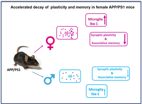 Sex‐specific accelerated decay in time/activity‐dependent plasticity and associative memory in an animal model of Alzheimer's disease
