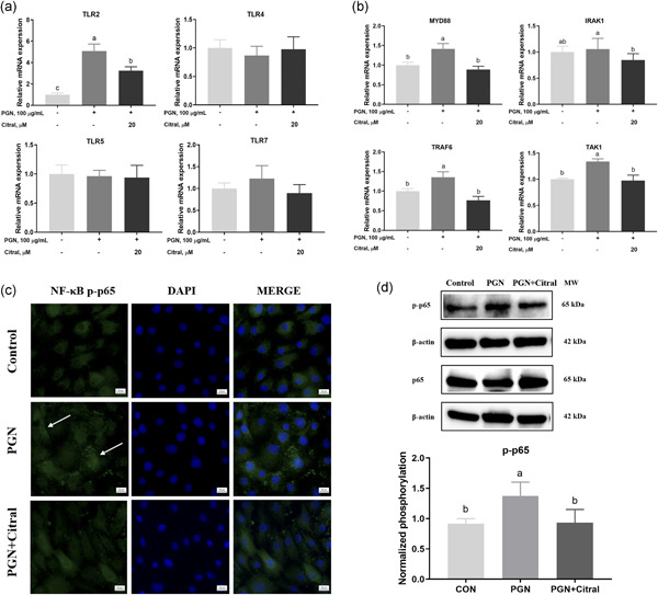 Citral alleviates peptidoglycan‐induced inflammation and disruption of barrier functions in porcine intestinal epithelial cells