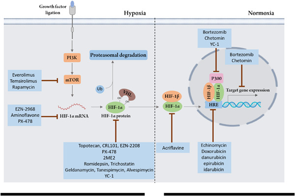 Targeting hypoxia and hypoxia‐inducible factor‐1 in the tumor microenvironment for optimal cancer immunotherapy