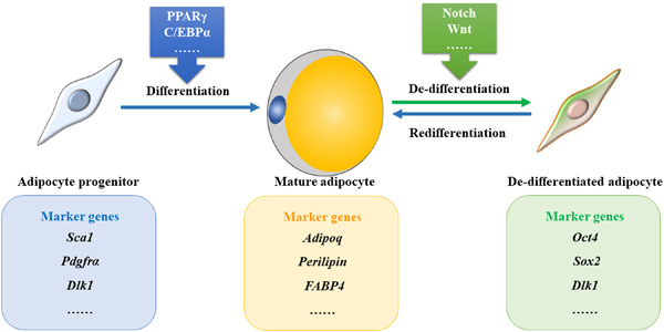 Potential key factors involved in regulating adipocyte dedifferentiation