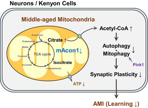 Mitochondrial aconitase 1 regulates age‐related memory impairment via autophagy/mitophagy‐mediated neural plasticity in middle‐aged flies