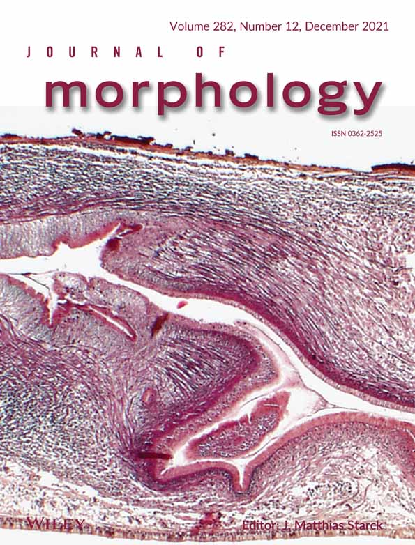 Development of the temporomandibular joint in miniature pig embryos