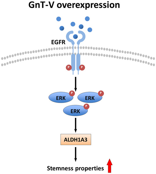 Overexpression of N‐acetylglucosaminyltransferase V promotes human parotid gland acinar cell immortalization via the epidermal receptor activation