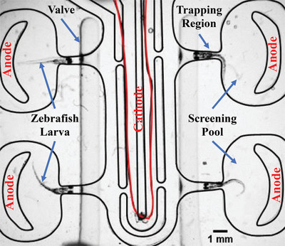 Designing microfluidic devices for behavioral screening of multiple zebrafish larvae